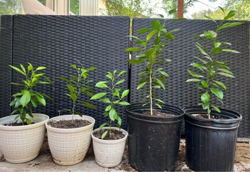 Lime tree