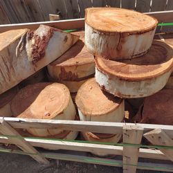 Eucalyptus Tree Rounds
