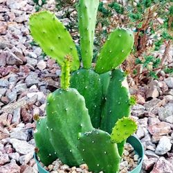 Living Plant 🌱14"H Opuntia Ficus-Indica on 5"H Pot ::: Outdoor
