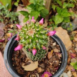 Cactus 