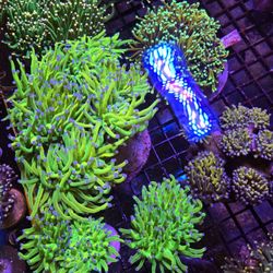 🔥CORALS DECORATIONS FOR MARINE TANK OVER 500 CORALS IN STOCK PICK-UP - DELIVERY - SHIP