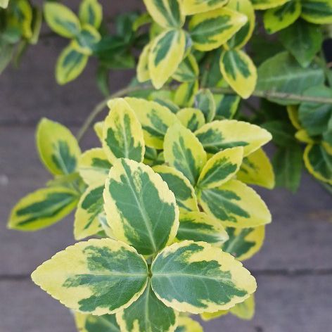 $ 25 each GOLDEN Plants 2.6 Feet Coverage Up To 3 Feet now.