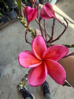 Cutting plumeria