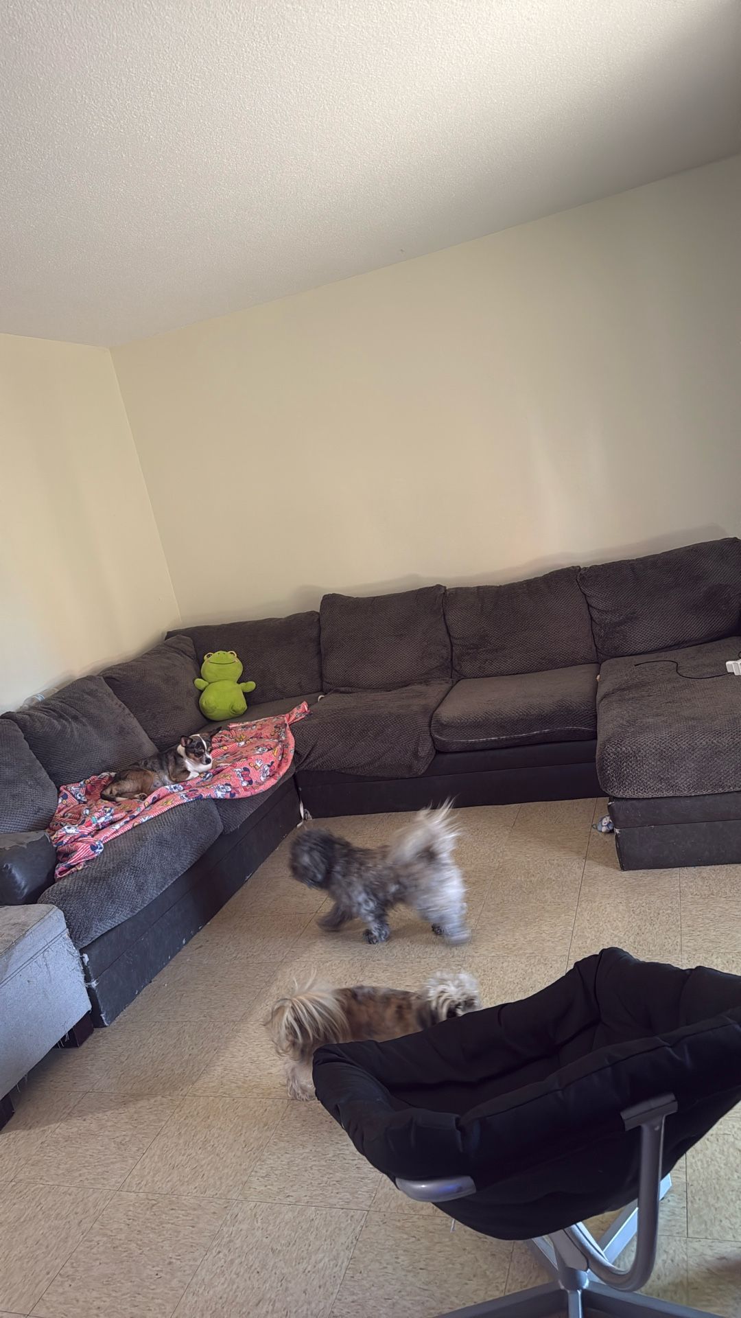 Free Couches/pick Up Only