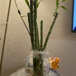 Lucky Bamboo Plant 