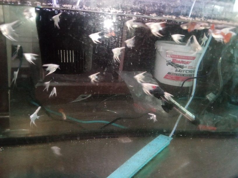 Aquarium Aquatic