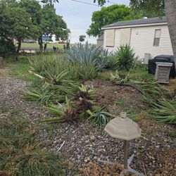 Aloe Vera Plants New Born To Whole Mature 