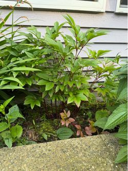 Karl Rosenfield Peony perennials plant