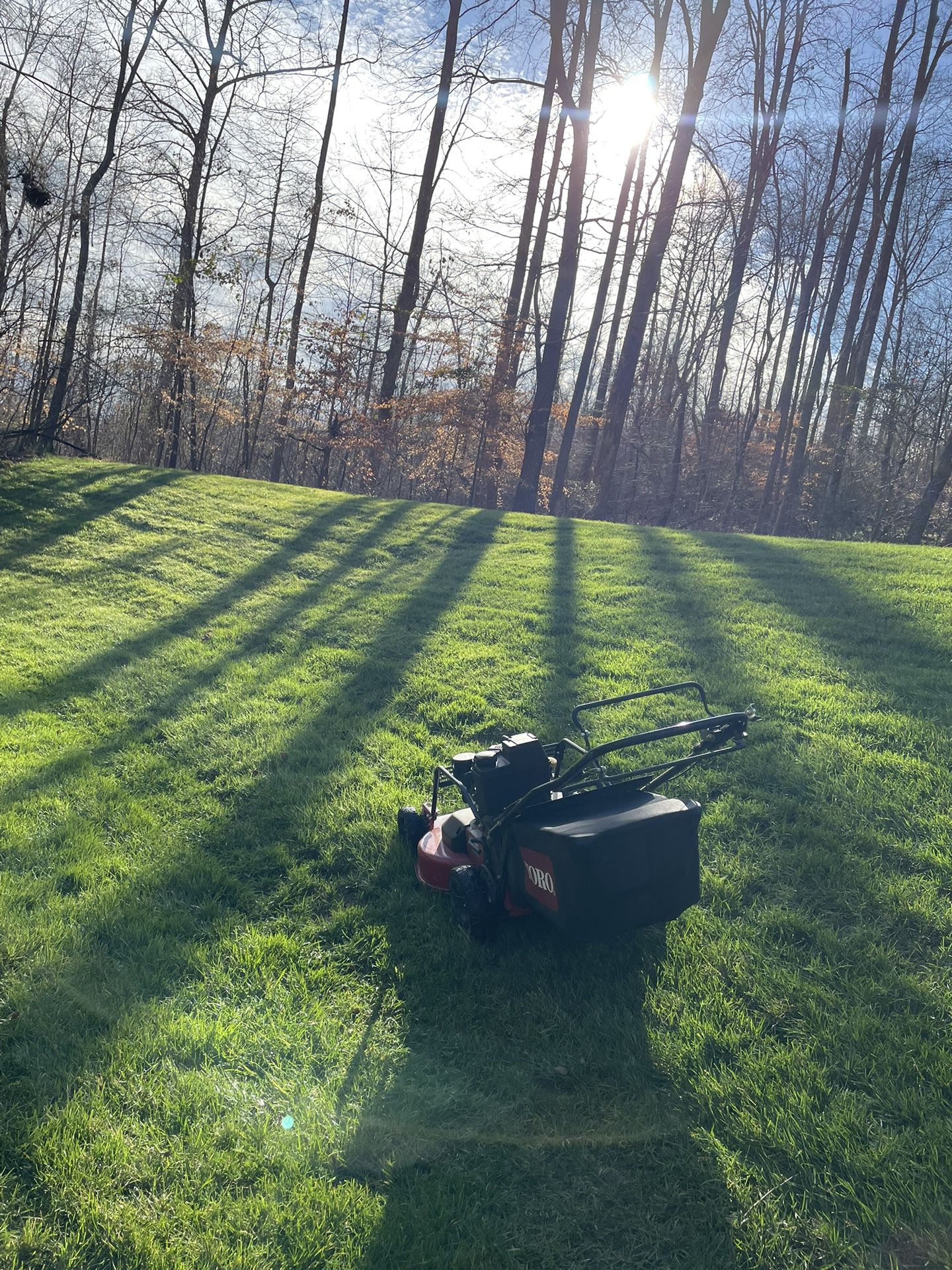 Lawn Care. Grass Cut
