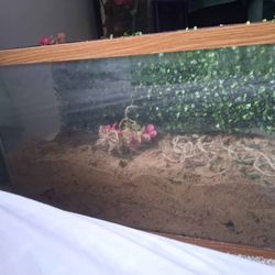 Cheap Reptile Tanks
