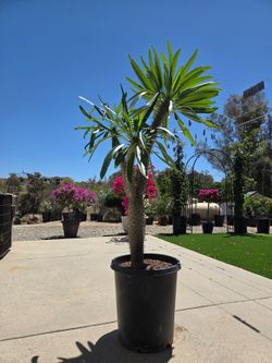 $245 Madagascar Palm 🌴 15 gallon pot