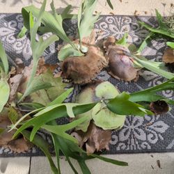Staghorn Ferns Elkhorn Air Plants Smallest Ones Are $5 And The Largest One Is $25