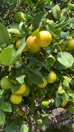 Orgánic Lemons 🍋 10 for $1