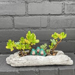 Succulents 