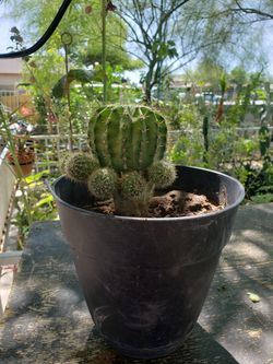 Cactus