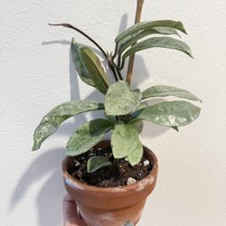 Hoya Plant Nova Sliver Ghost 4” Pot