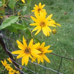 Jerusalem Artichokes 