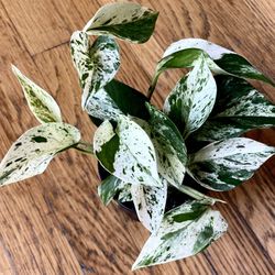 Marble Queen Pothos Ultra White Plant / Low-Light Friendly / Free Delivery Available 