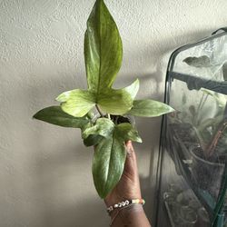 Philodendron Florida Ghost