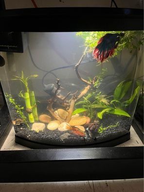 Bow Fish Tank