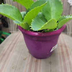 Elephant Trunk Plants