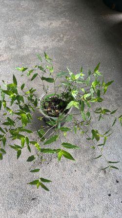 Free plant