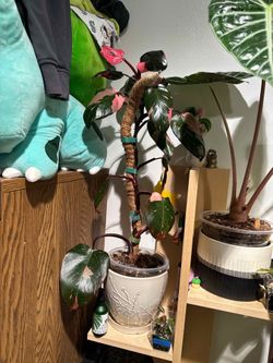 Pink Princess Philodendron Cutting and Nodes