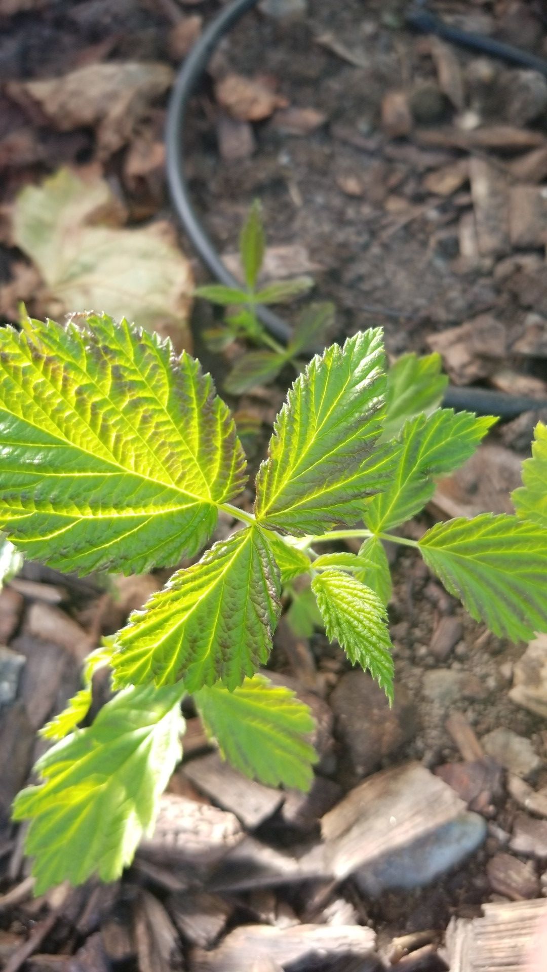 Thornless raspberry plants