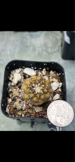 Copiapoa