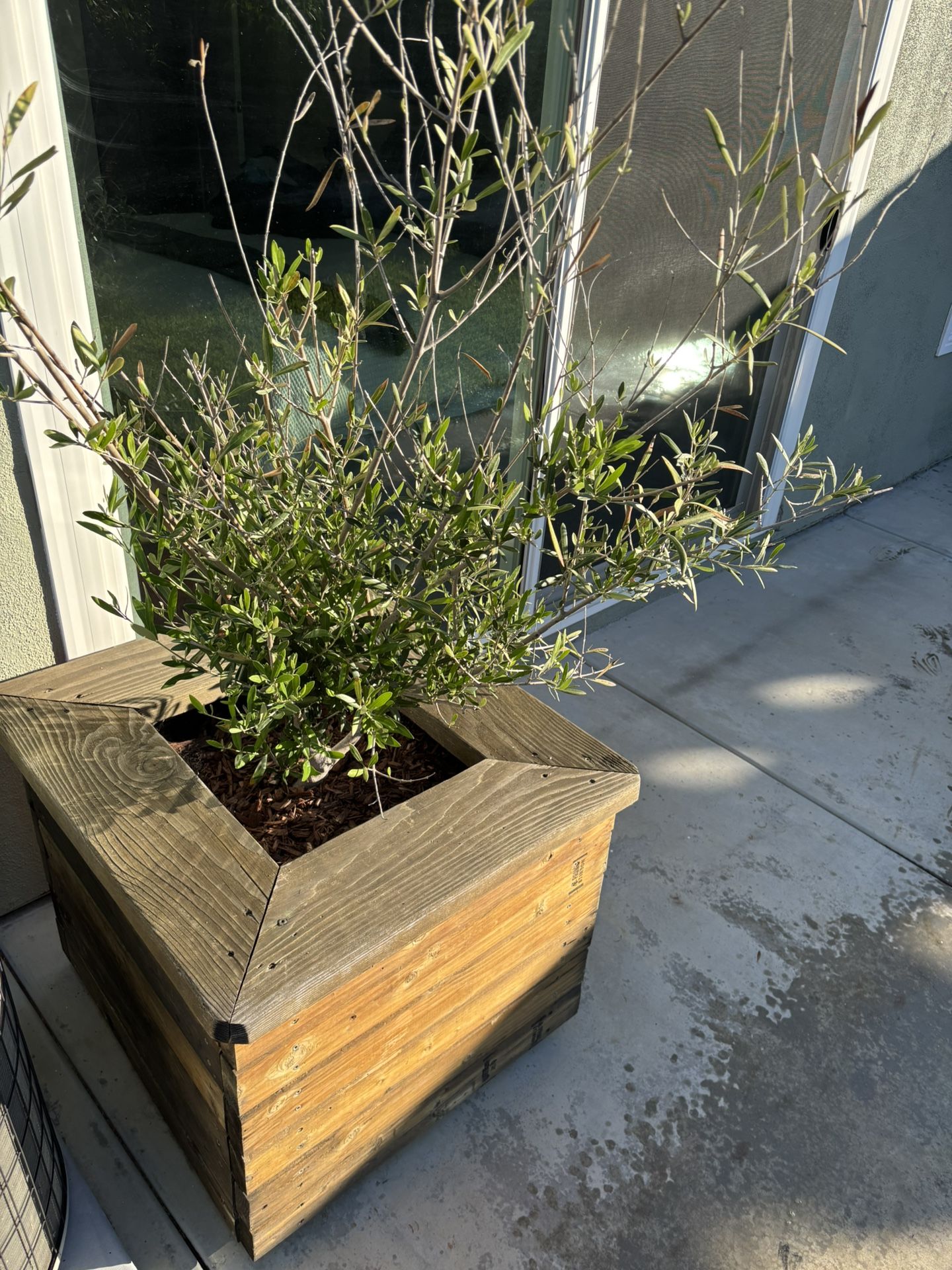 Seedless olive tree, custom wood box