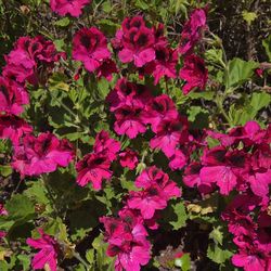 Regal Geranium Cuttings 5 stems for $1