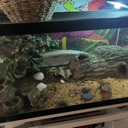 Reptile Tanks. 
