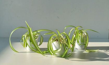 Lush Trendy Variegated Curly Spider Plant Bonnie plant/ Indoor Plant/House Plant Flower Patio Garden starter