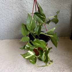 Golden Pothos Plant 
