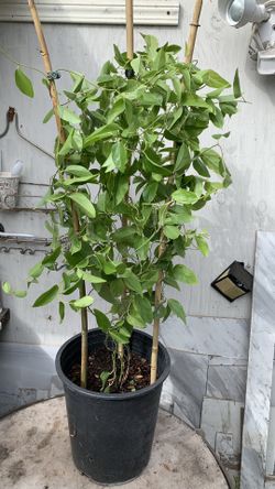 Jellyleaf Plant 42$. Cây Sương Sâm