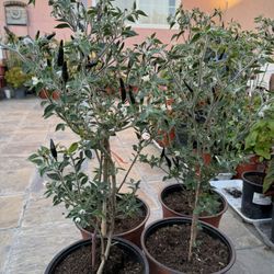 Black Cobra Chili Plants 