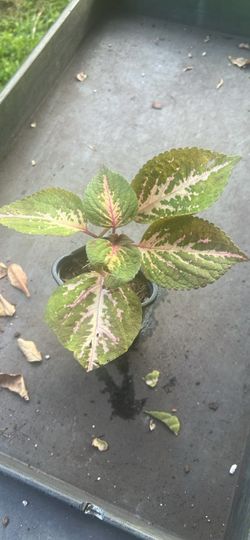 Coleus live plant