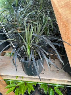 Black Mondo Grass