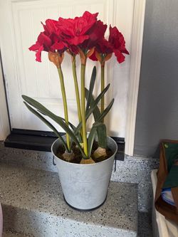 Pottery Barn Blooming Amaryllis Plant in Galvanized Metal Pot