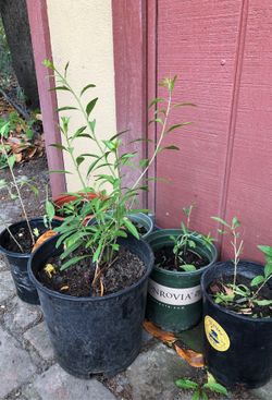 Goji berry plants $10