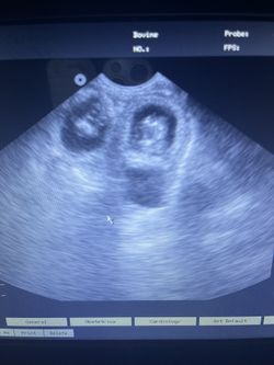 Pet Ultrasound Confirmations