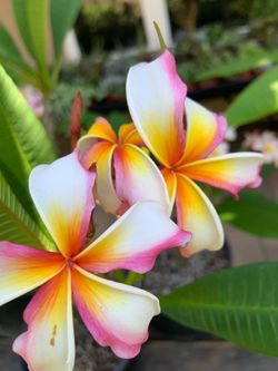 Large Hawaiian Flag Plumeria