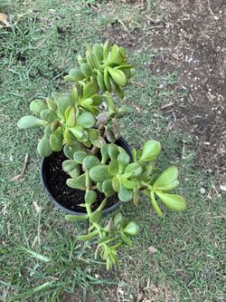 Planta de jadeen buenas condiciones