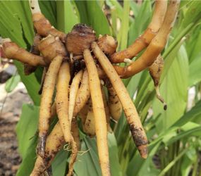 Finger Root Ginger Plant (1 Gallon Pot)