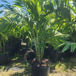 Spectacular Christmas Palms!!! About 6 Feet Tall!!! Fertilized 