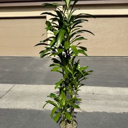Beautiful Real INDOOR plants $45 Each!