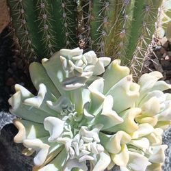 Arrangements Cactus And Succulents Plant.