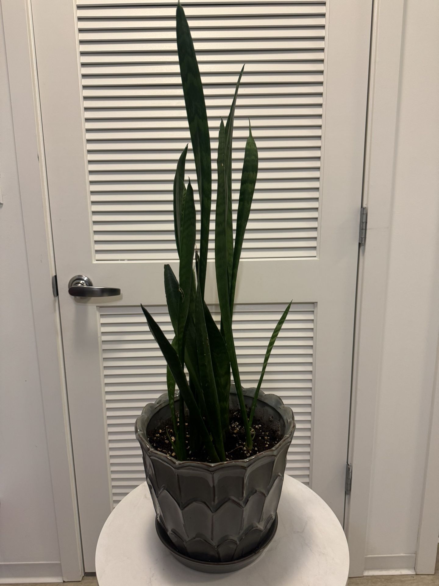 Snake Plant - has survived 5 years, hard to kill