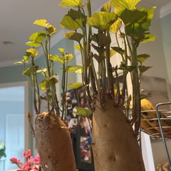 White Sweet Potato Slips