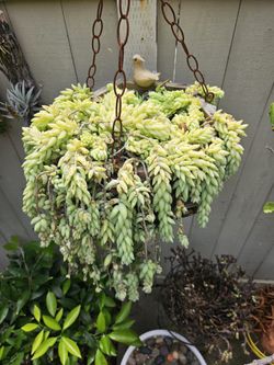 Large Hanging Succulent – Burro’s Tail (Sedum Morganianum)